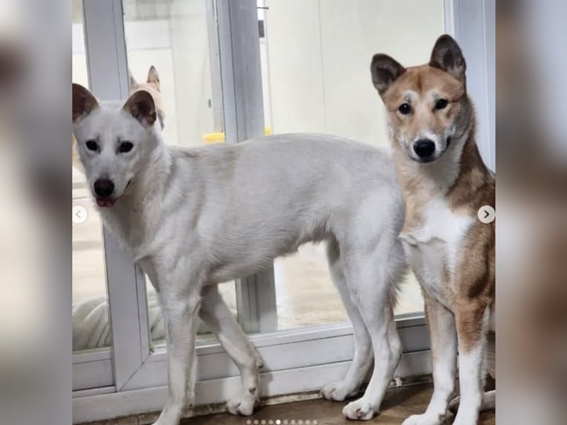 lieber Rüde möchte gerne Dein Begleiter sein,