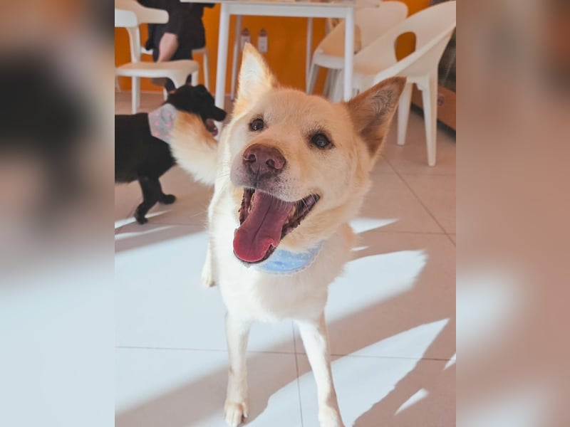 letzter Versuch für Cheo ein zu Hause zu finden, so traurig