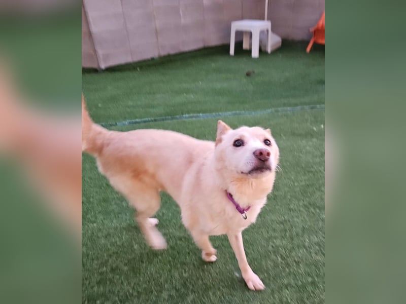 letzter Versuch für Cheo ein zu Hause zu finden, so traurig