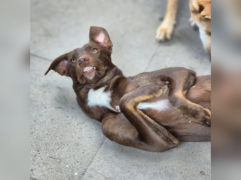 Skadi - ist motiviert&lernt sehr schnell