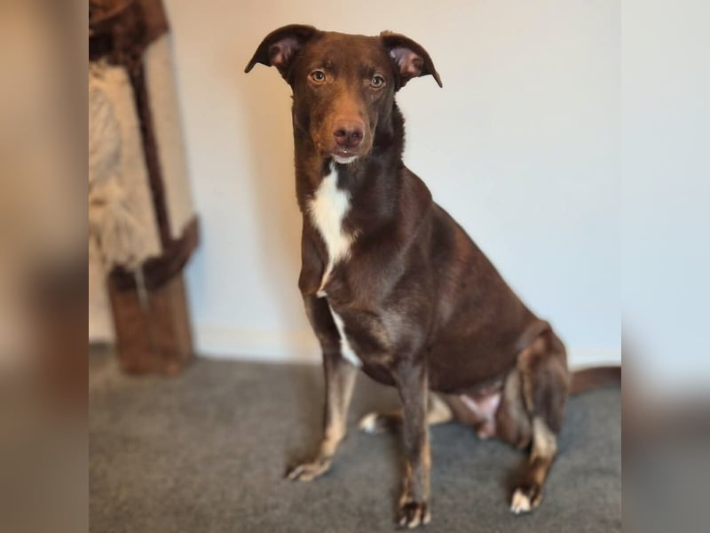 Skadi - ist motiviert&lernt sehr schnell