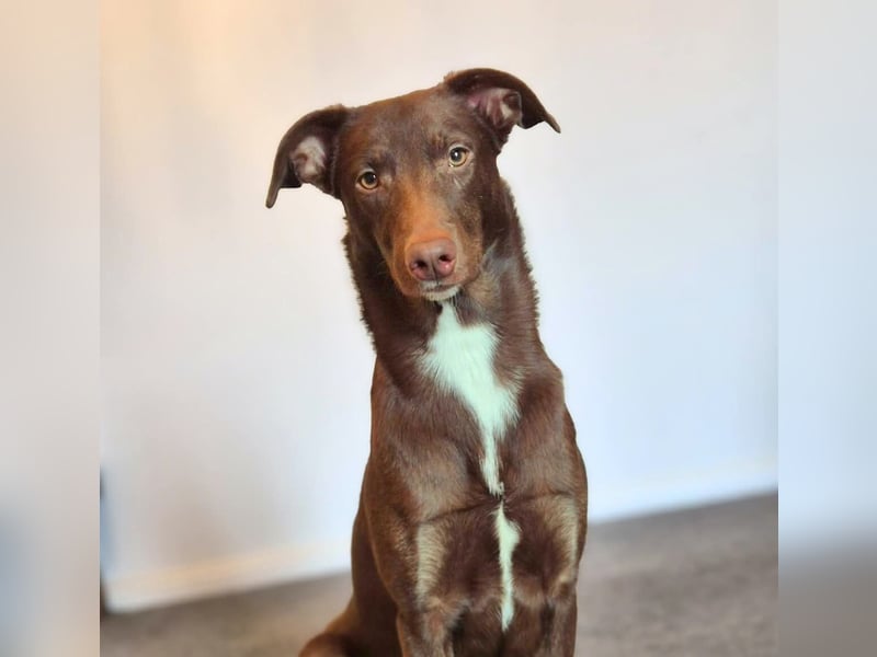 Skadi - ist motiviert&lernt sehr schnell