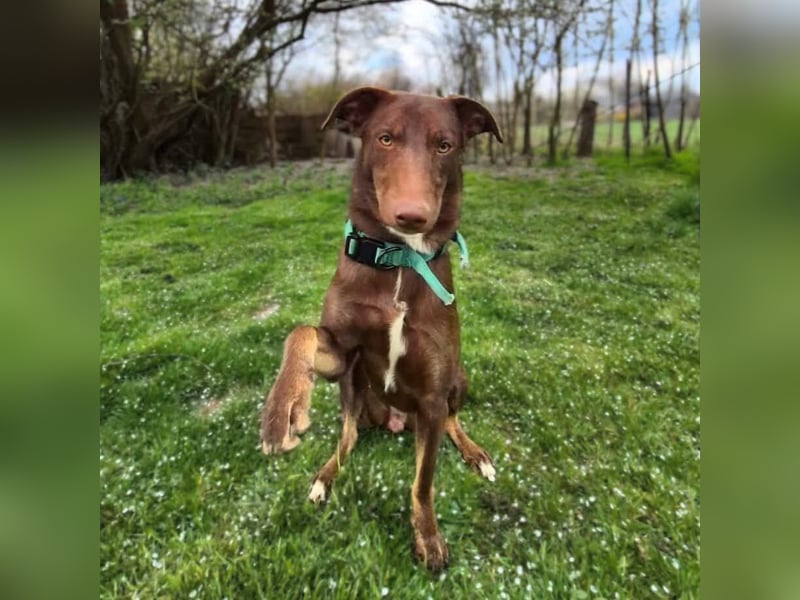 Skadi - ist motiviert&lernt sehr schnell