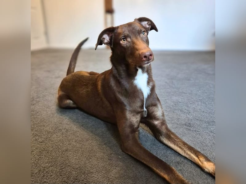 Skadi - ist motiviert&lernt sehr schnell