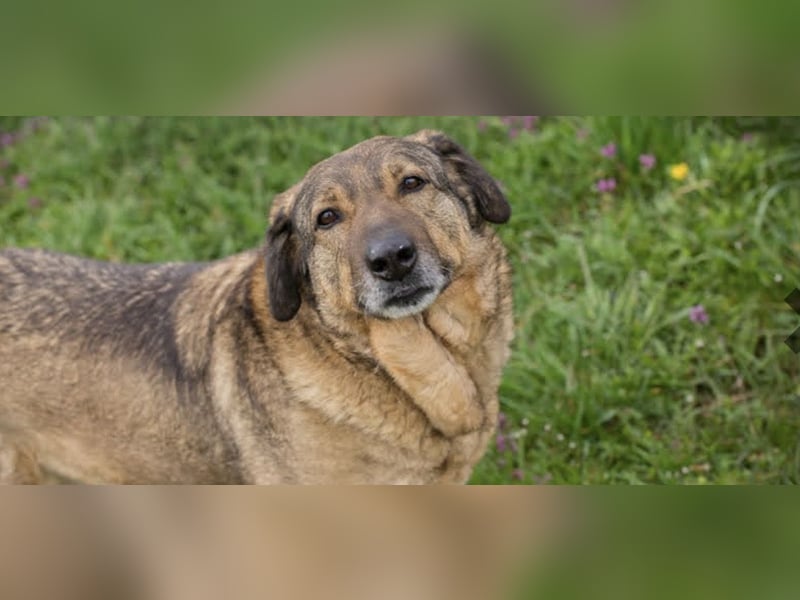 SMILEY – Fröhliche Hundedame mit großem Herzen sucht ihr Zuhause