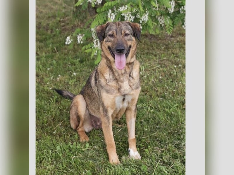 SMILEY – Fröhliche Hundedame mit großem Herzen sucht ihr Zuhause