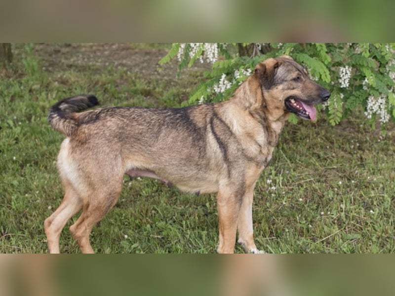 SMILEY – Fröhliche Hundedame mit großem Herzen sucht ihr Zuhause