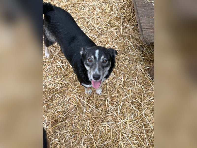 Aurora sucht ein liebevolles Zuhause