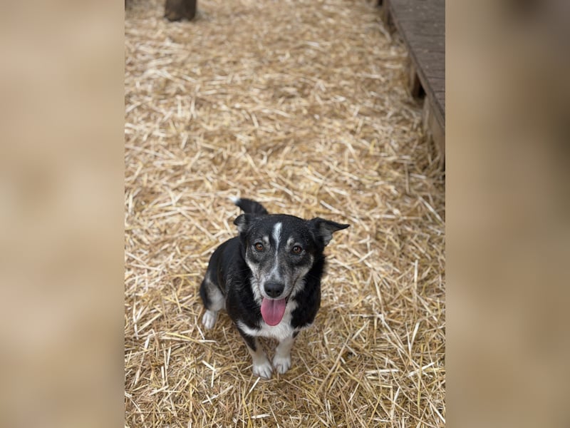 Aurora sucht ein liebevolles Zuhause