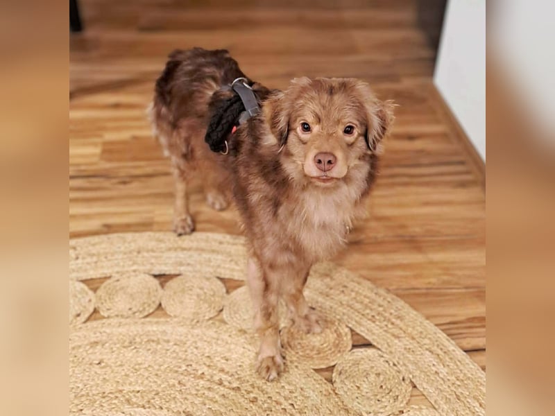 Barney - ist sehr anhänglich&verschmust