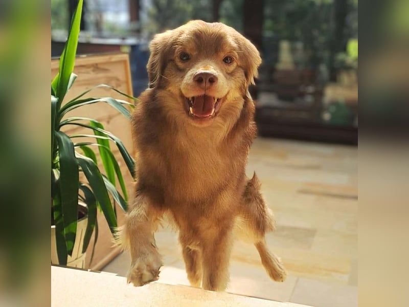 Barney - ist sehr anhänglich&verschmust