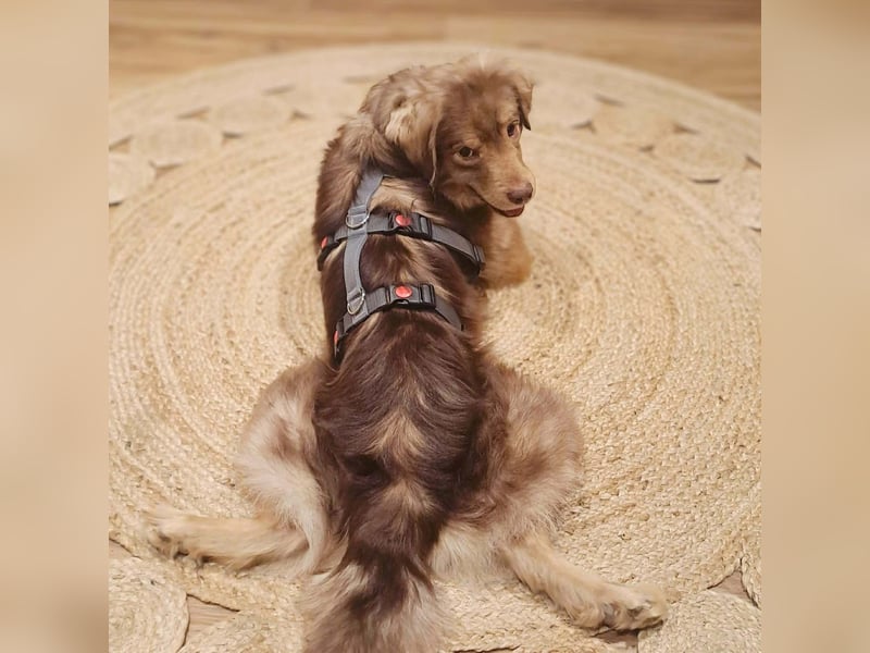 Barney - ist sehr anhänglich&verschmust