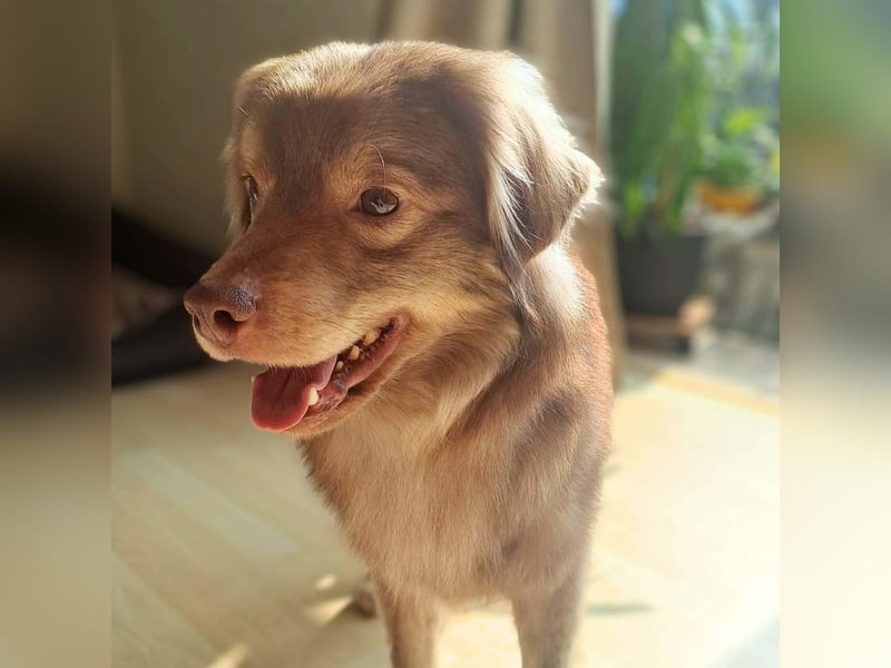 Barney - ist sehr anhänglich&verschmust