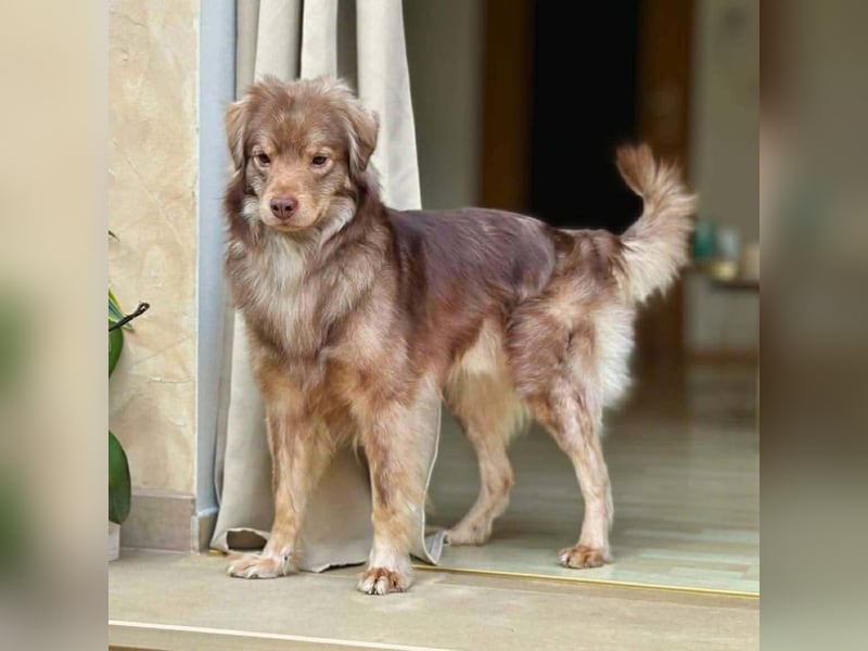 Barney - ist sehr anhänglich&verschmust