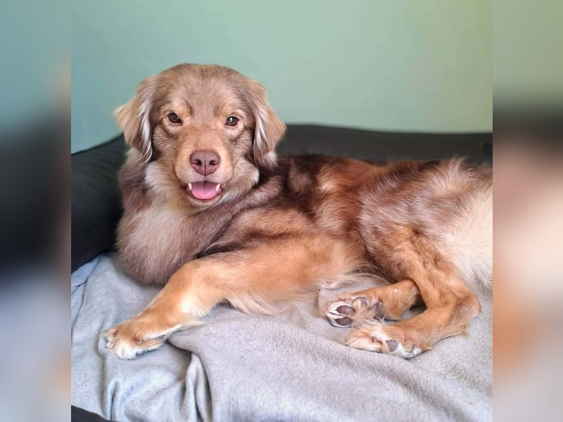 Barney - ist sehr anhänglich&verschmust