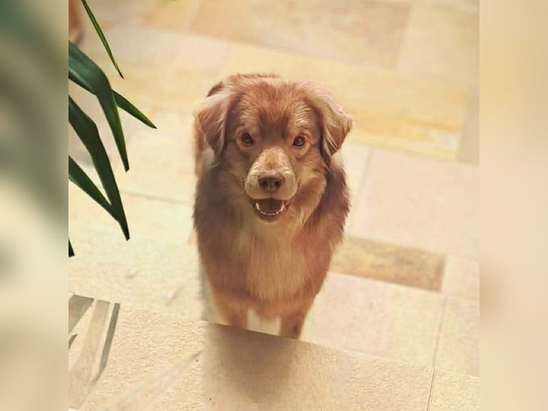 Barney - ist sehr anhänglich&verschmust