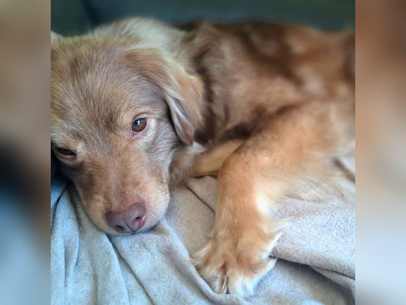 Barney - ist sehr anhänglich&verschmust