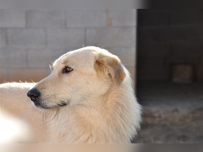BRAD- schüchtern und verängstigt noch BRAD- schüchtern und verängstigt noch