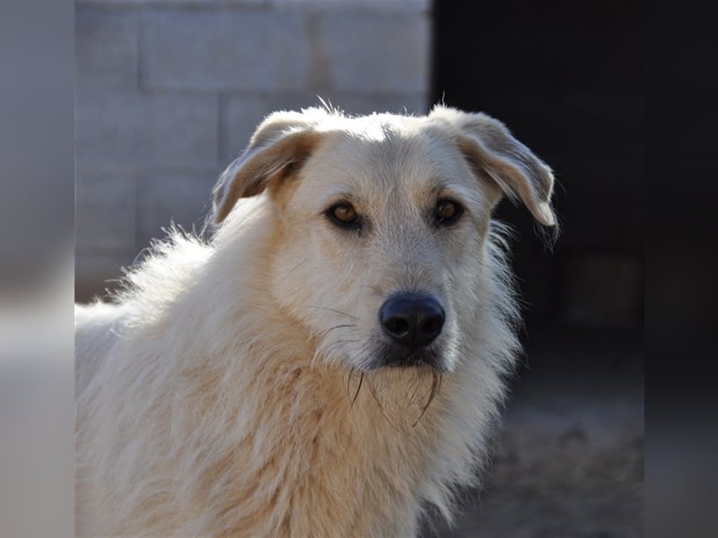 BRAD- schüchtern und verängstigt noch BRAD- schüchtern und verängstigt noch