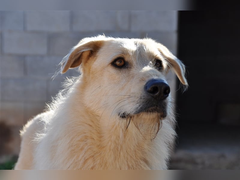 BRAD- schüchtern und verängstigt noch BRAD- schüchtern und verängstigt noch