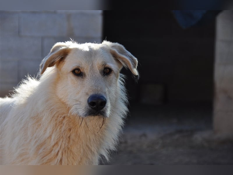 BRAD- schüchtern und verängstigt noch BRAD- schüchtern und verängstigt noch