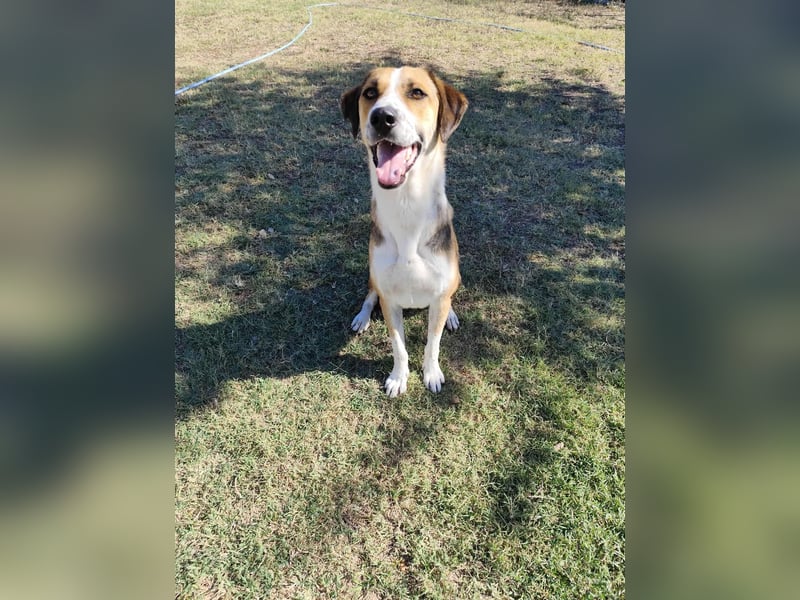 Thor - Traumhund sucht Familie