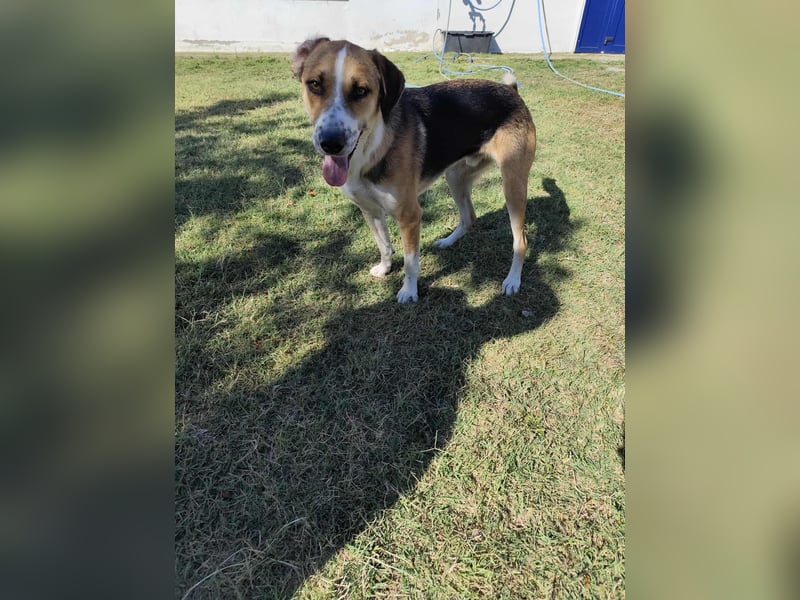 Thor - Traumhund sucht Familie
