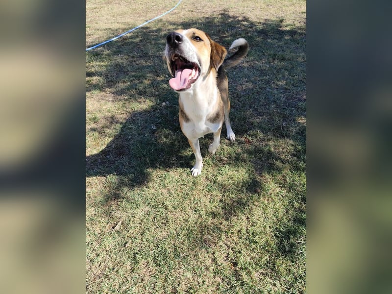 Thor - Traumhund sucht Familie