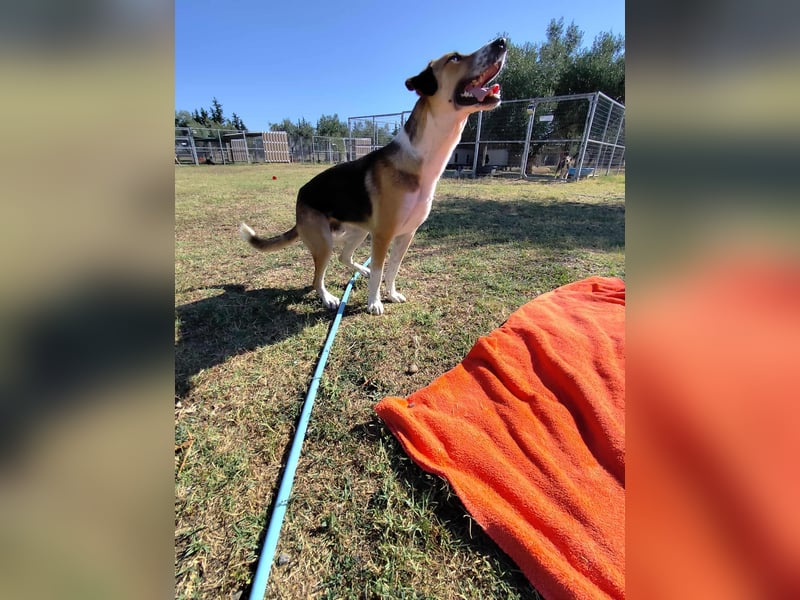 Thor - Traumhund sucht Familie