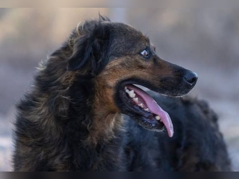 ❤️ DUQUESA ❤️