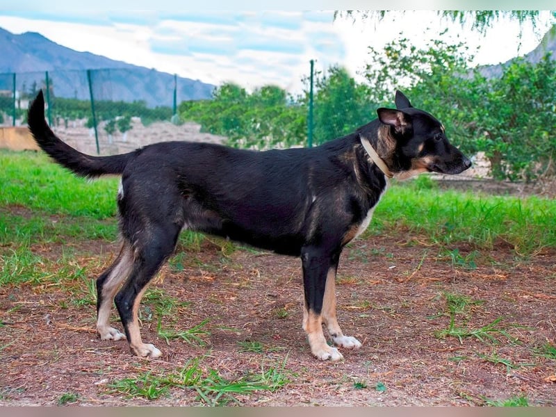 ❤️ SONORA ❤️