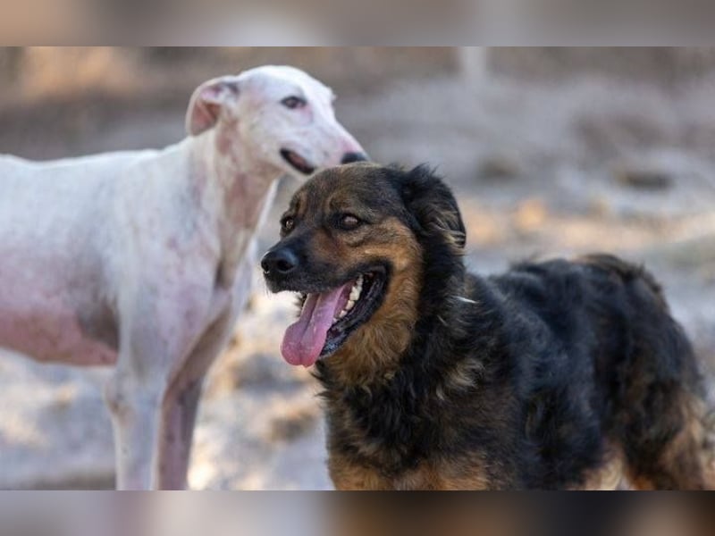 ❤️ DUQUESA ❤️