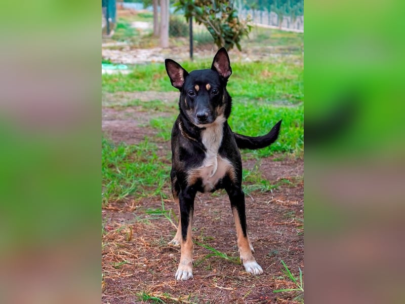 ❤️ SONORA ❤️