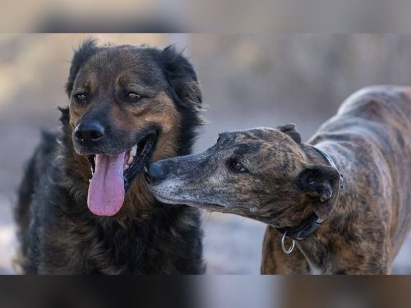 ❤️ DUQUESA ❤️