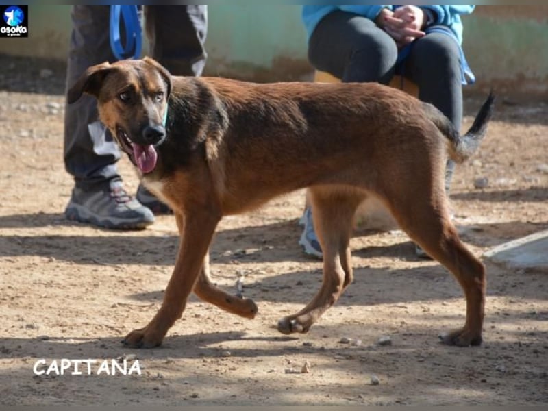 ❤️ CAPITANA ❤️