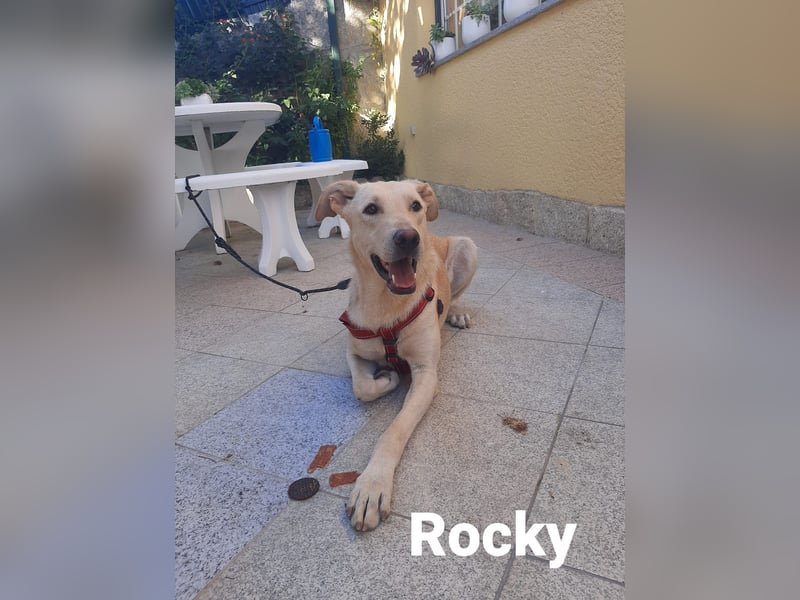 ❤️ROCKY❤️, Mischling