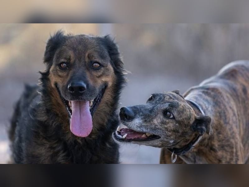 ❤️ DUQUESA ❤️