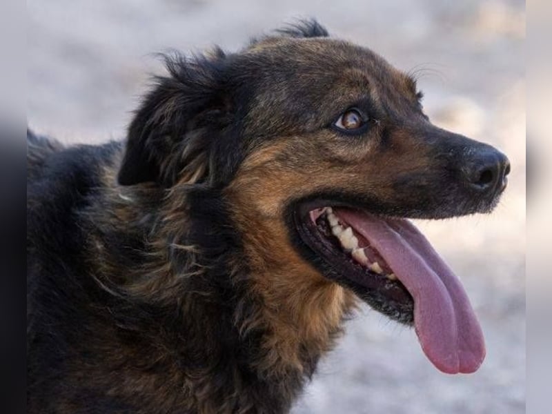 ❤️ DUQUESA ❤️