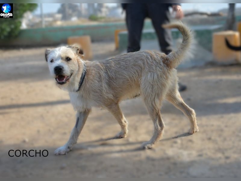 ❤️ CORCHO ❤️