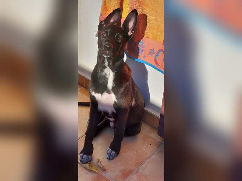 ❤️ PICASSO ❤️