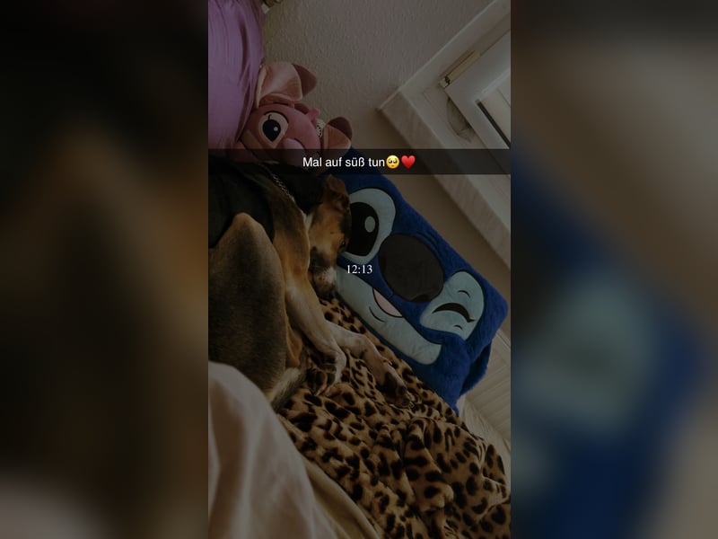 Rüde in liebevolle Hände