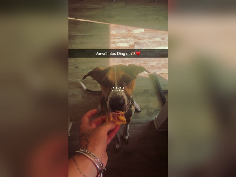 Rüde in liebevolle Hände