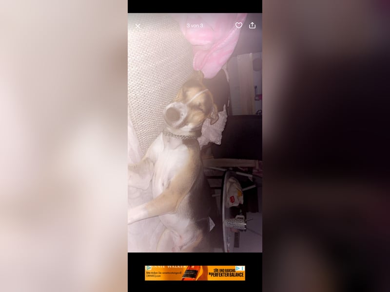 Rüde in liebevolle Hände