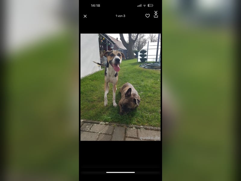 Rüde in liebevolle Hände