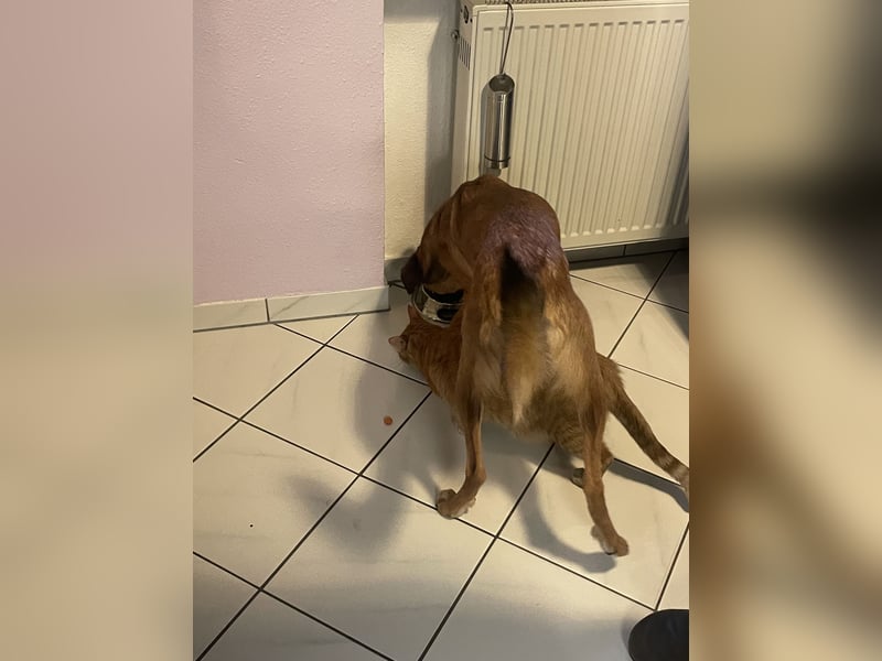 neues Zuhause - kein Anfängerhund!