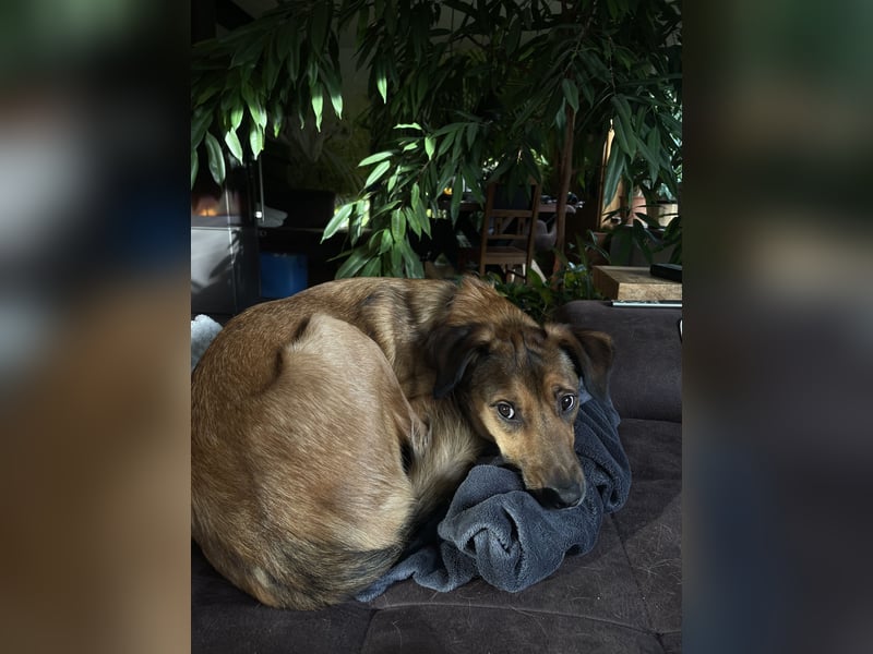 neues Zuhause - kein Anfängerhund!