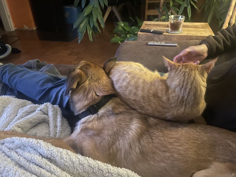 neues Zuhause - kein Anfängerhund!