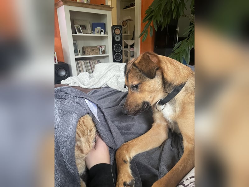 neues Zuhause - kein Anfängerhund!