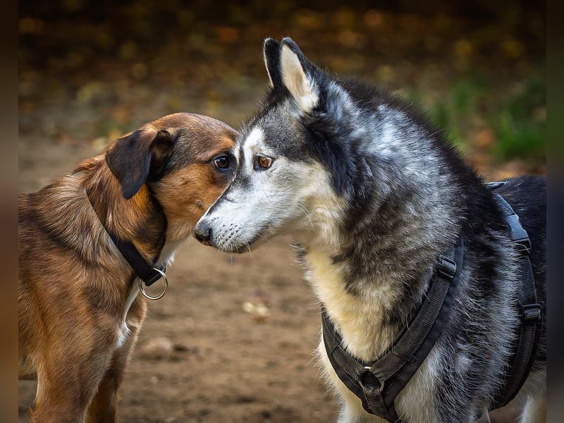 neues Zuhause - kein Anfängerhund!