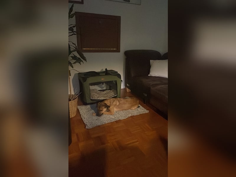 neues Zuhause - kein Anfängerhund!